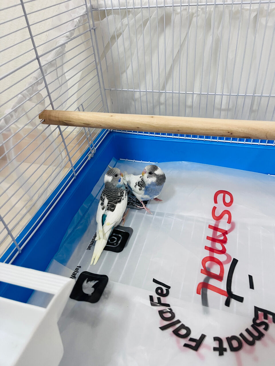 Olaya, Pet Supplies, SAR 220,  BEAUTIFUL & HEALTHY BUDGIES FOR SALE &ndash; RIYADH