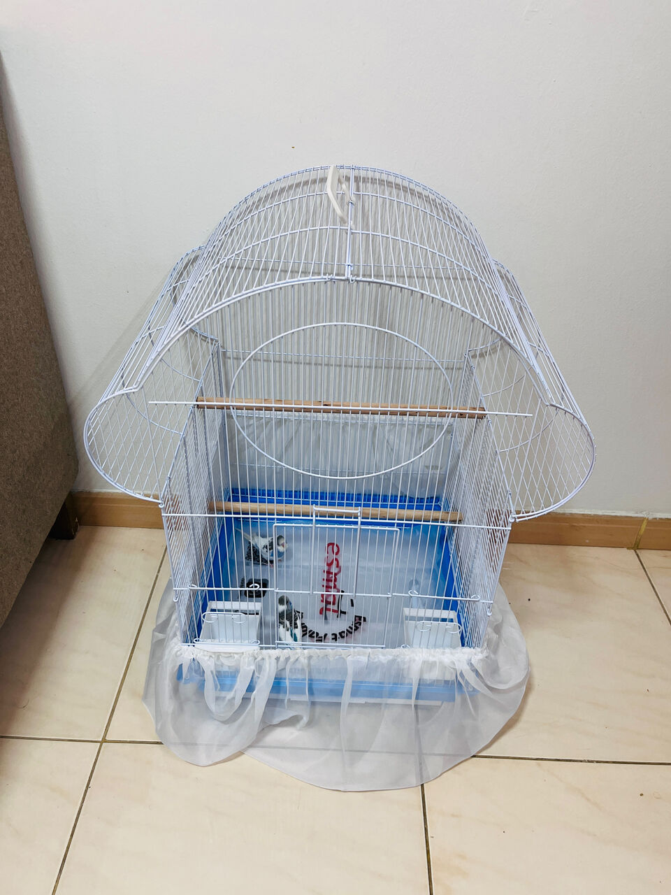 Olaya, Pet Supplies, SAR 220,  BEAUTIFUL & HEALTHY BUDGIES FOR SALE &ndash; RIYADH