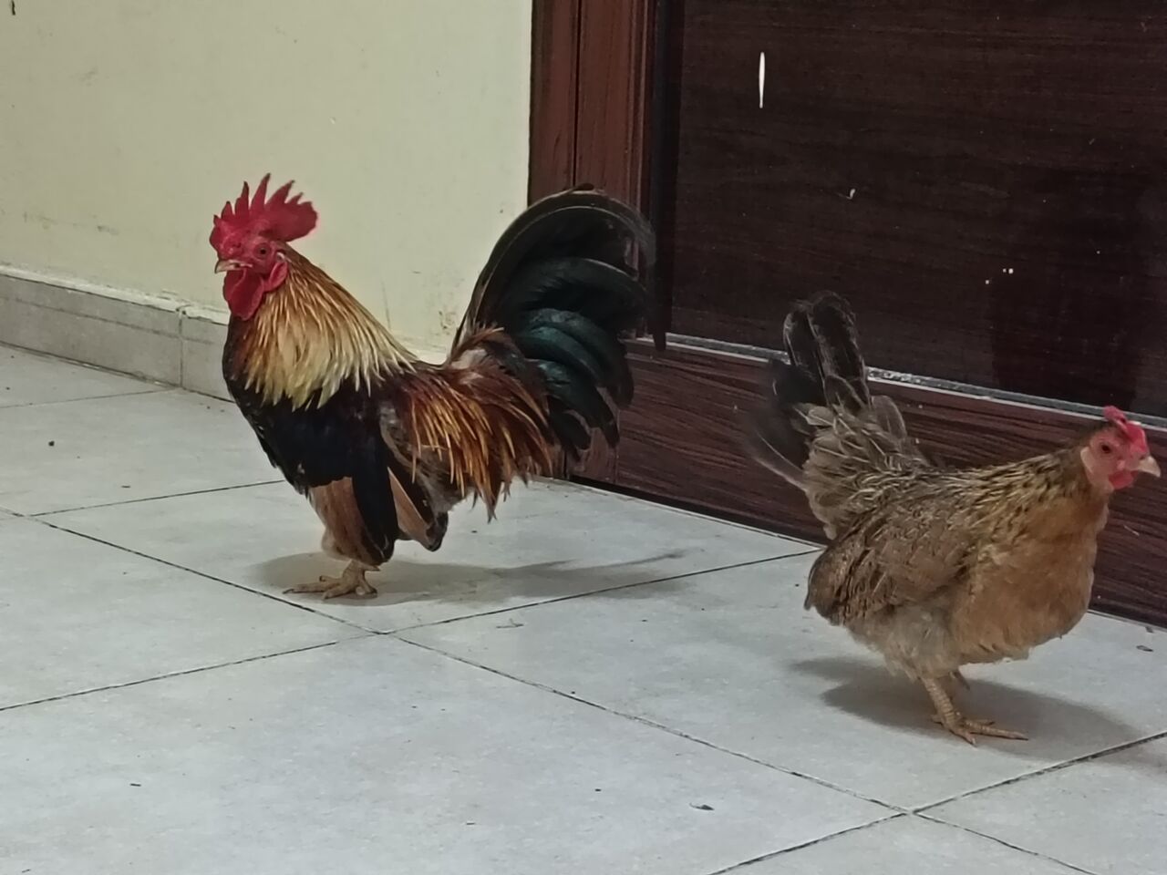 Dammam, Pet Supplies, SAR 100,  Desi Baladi Chicken, Pigeon And Quail