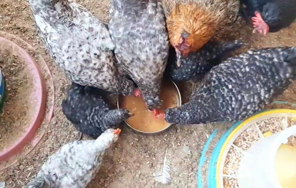Dammam, Pet Supplies, SAR 100,  Desi Baladi Chicken, Pigeon And Quail