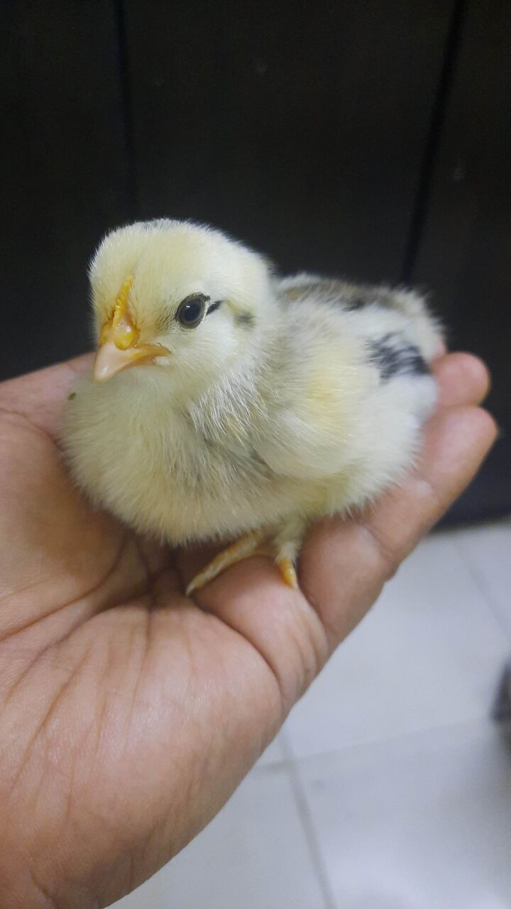 Dammam, Pet Supplies, SAR 100,  Desi Baladi Chicken, Pigeon And Quail