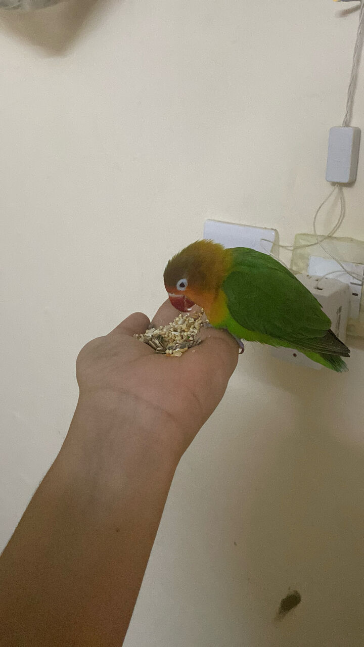 Hara, Pet Supplies, SAR 150,  Fisher Bird 1with Cage