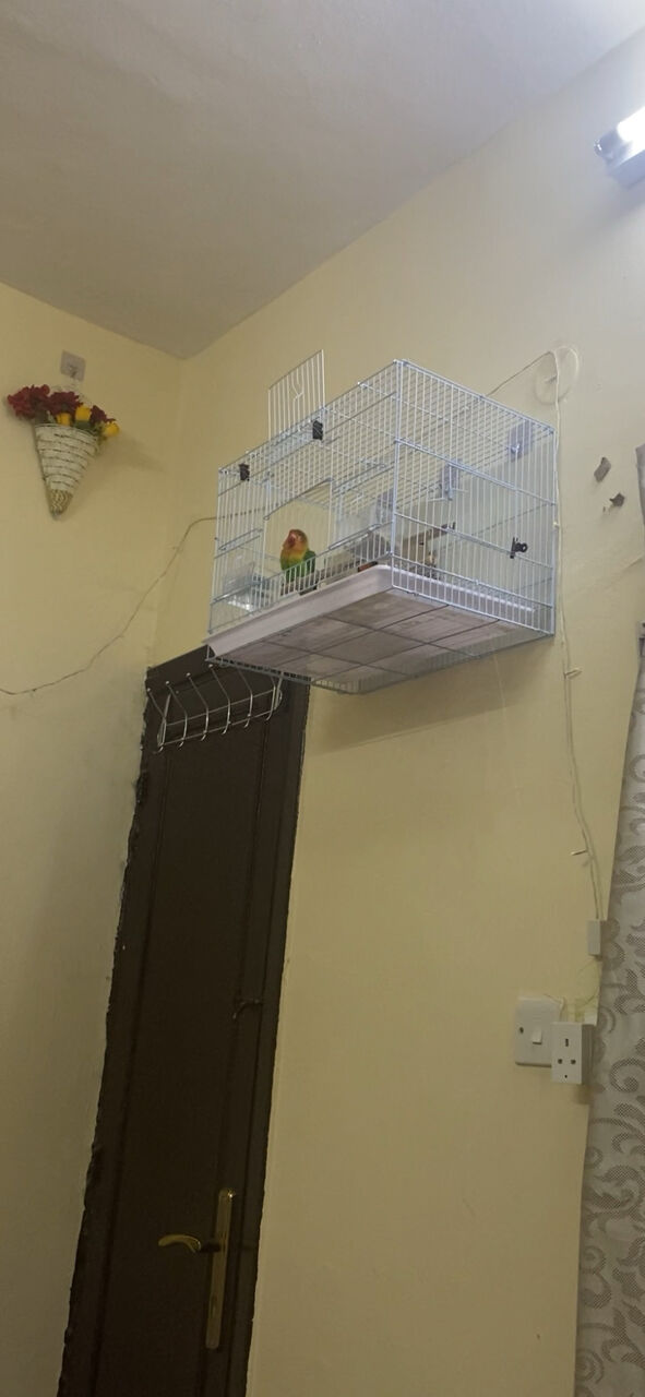 Hara, Pet Supplies, SAR 150,  Fisher Bird 1with Cage