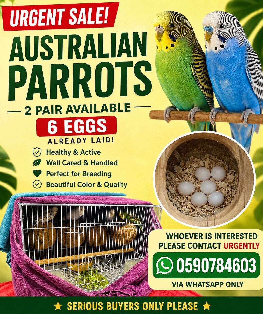 Al Malqa, Household Items, SAR 500,  Urgent Sale - 2 Pairs Of Australian Parrots