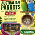SAR 500,  Urgent Sale - 2 Pairs Of Australian Parrots