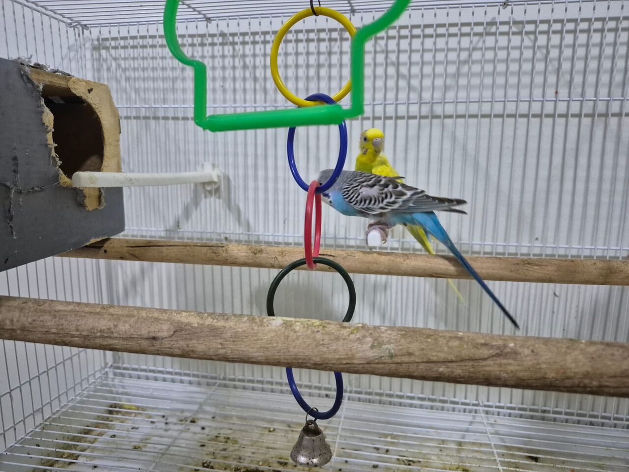 Jubail, Pet Supplies, SAR 400,  Budgie Birds