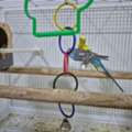 SAR 400,  Budgie Birds
