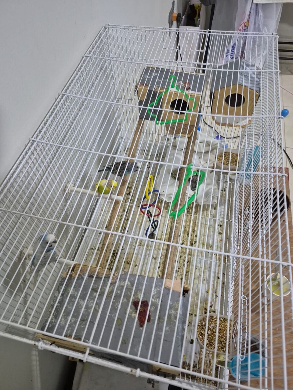 Jubail, Pet Supplies, SAR 400,  Budgie Birds