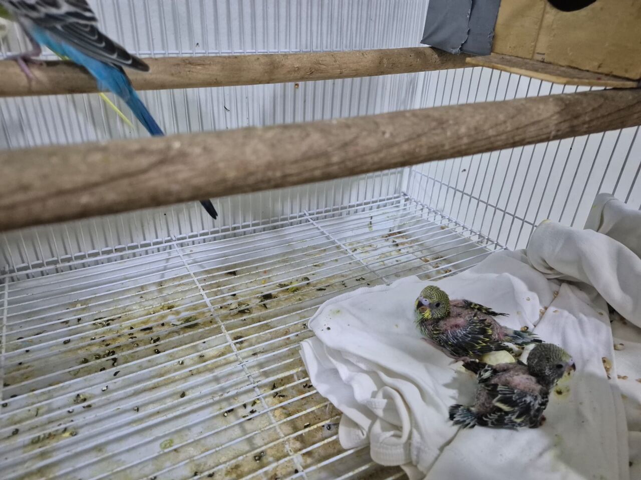 Jubail, Pet Supplies, SAR 400,  Budgie Birds