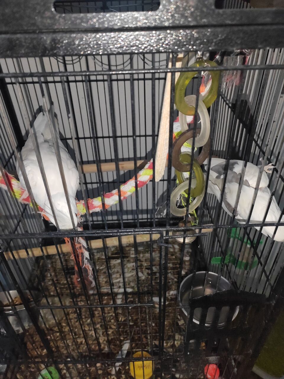 Al Aziziyah, Pet Supplies, SAR 650,  2 White Cockatiels