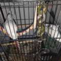 SAR 650, 2 White Cockatiels