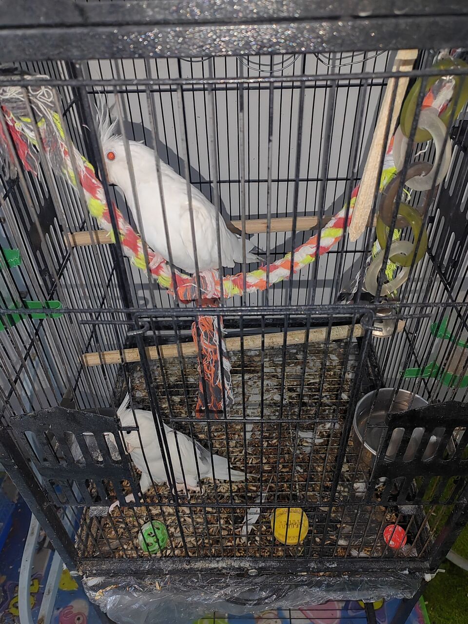 Al Aziziyah, Pet Supplies, SAR 650,  2 White Cockatiels