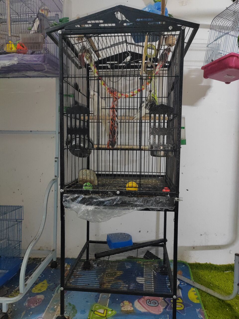Al Aziziyah, Pet Supplies, SAR 650,  2 White Cockatiels