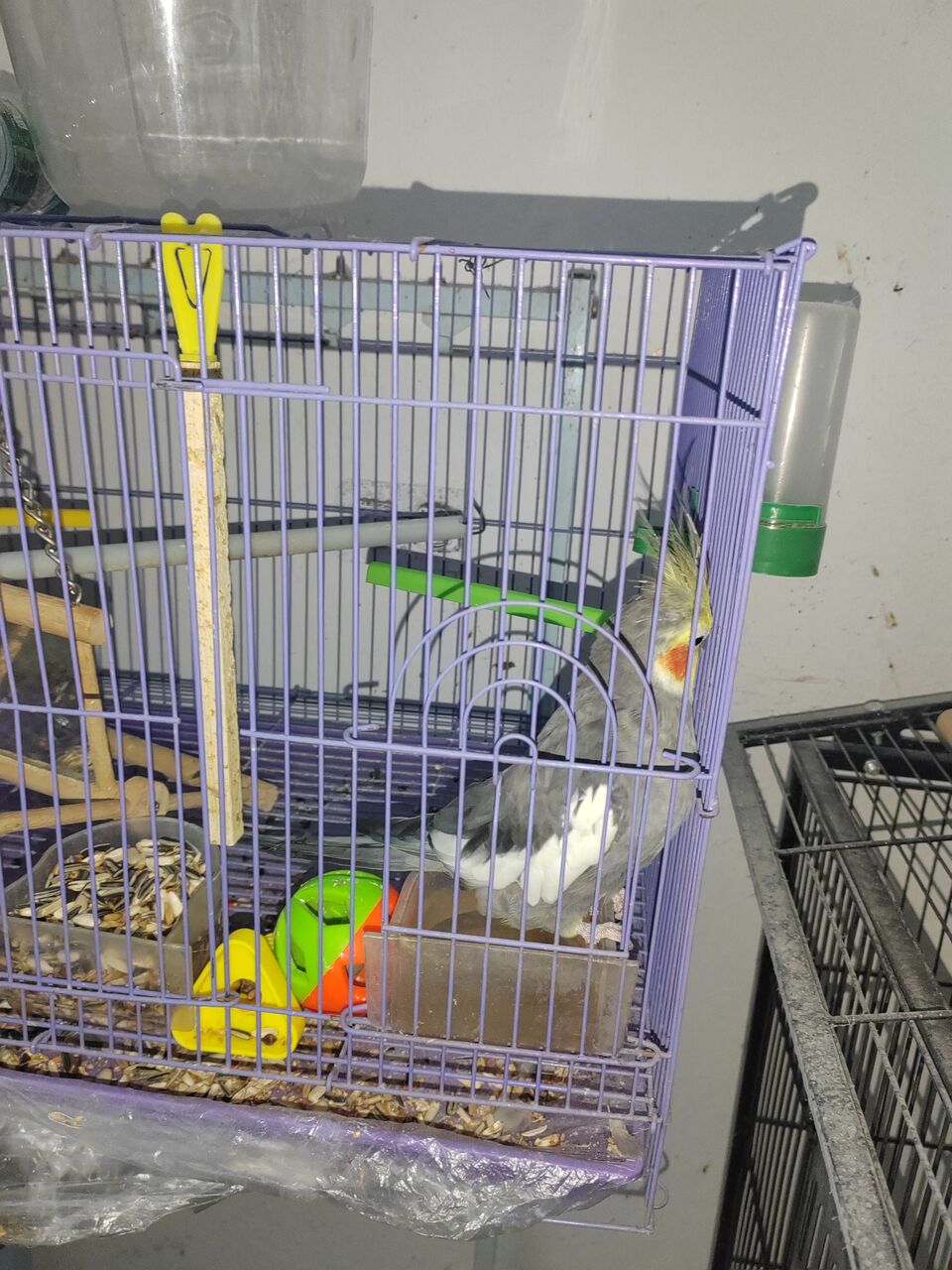 Al Aziziyah, Pet Supplies, SAR 300,  Cockatiel For Sale