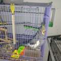 SAR 300, Cockatiel For Sale