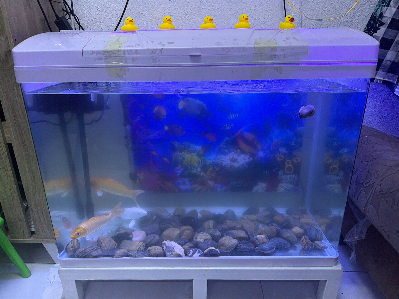 Khobar, Pet Supplies, SAR 850,  Fish Aquarium Is Available For Sale