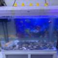 SAR 850,  Fish Aquarium Is Available For Sale