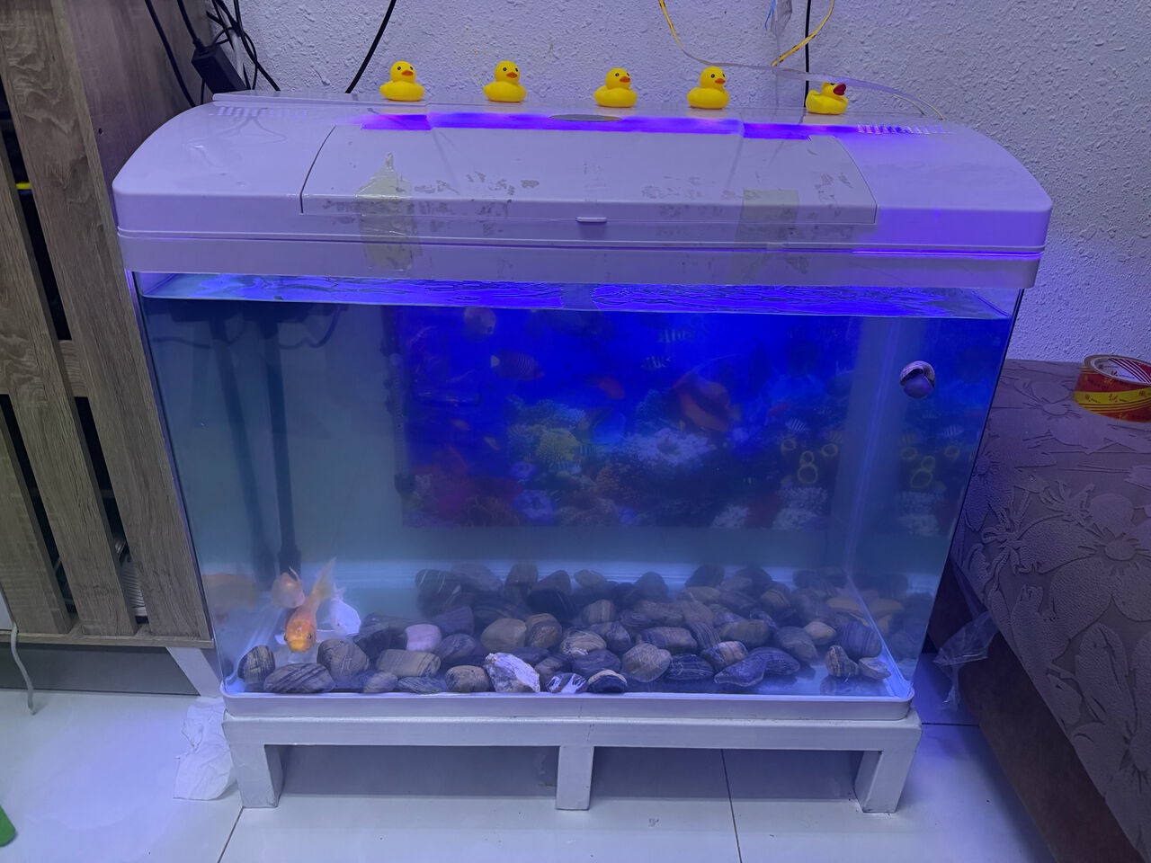 Khobar, Pet Supplies, SAR 850,  Fish Aquarium Is Available For Sale