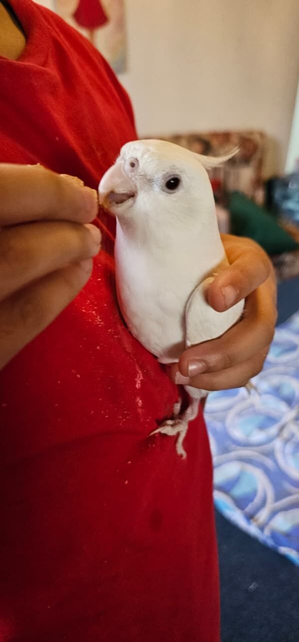 Riyadh, Pet Supplies, SAR 12345,  Hand Tamed Cockatiel Birds For SALE - Urgent