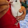 SAR 12345,  Hand Tamed Cockatiel Birds For SALE - Urgent