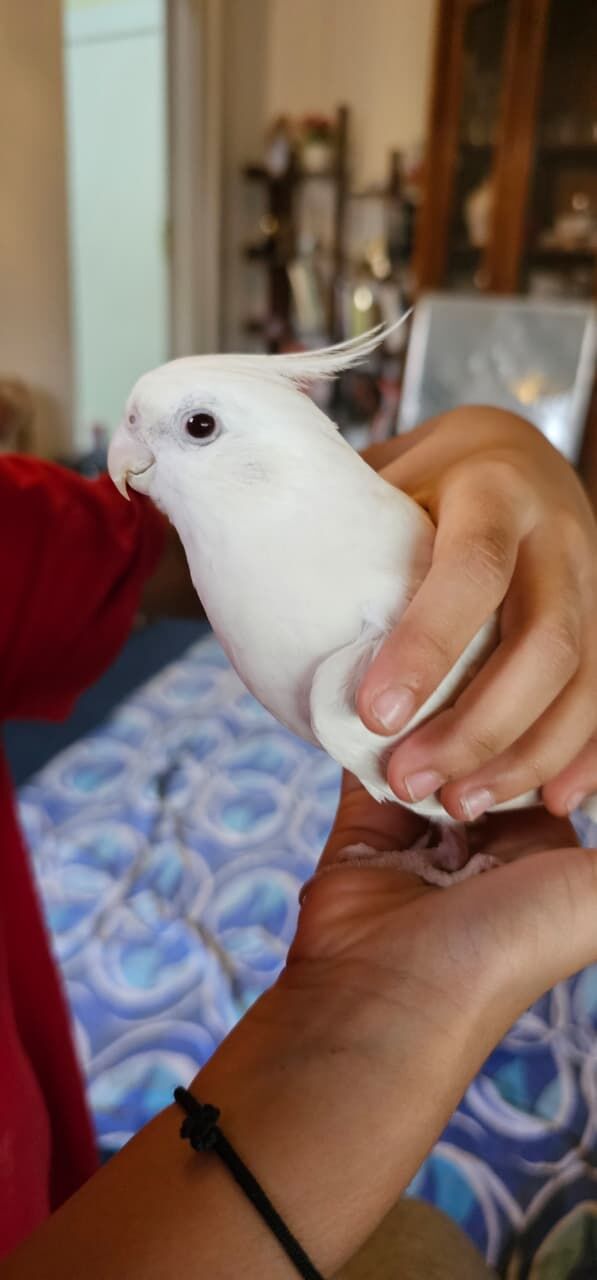 Riyadh, Pet Supplies, SAR 12345,  Hand Tamed Cockatiel Birds For SALE - Urgent