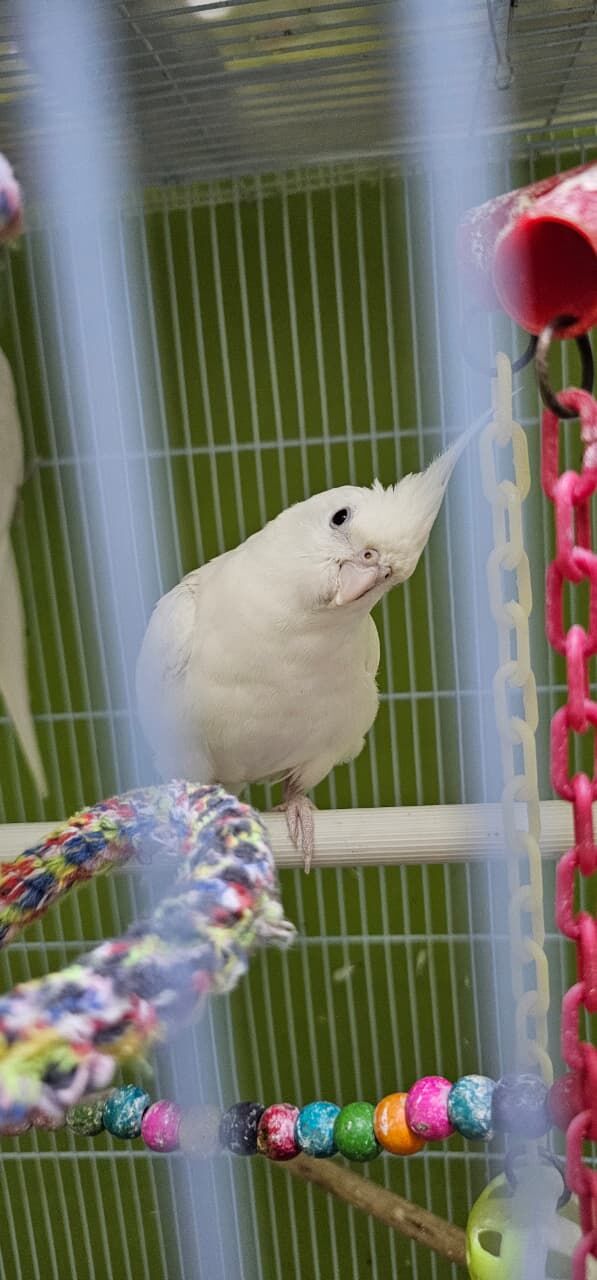 Riyadh, Pet Supplies, SAR 12345,  Hand Tamed Cockatiel Birds For SALE - Urgent