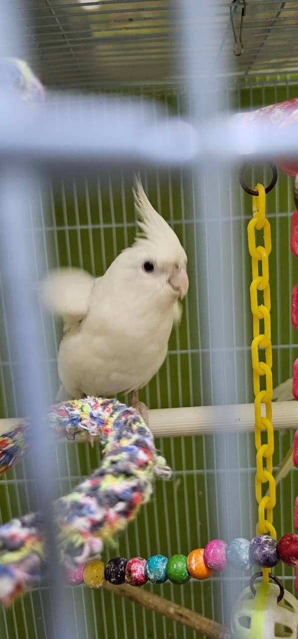 Riyadh, Pet Supplies, SAR 12345,  Hand Tamed Cockatiel Birds For SALE - Urgent