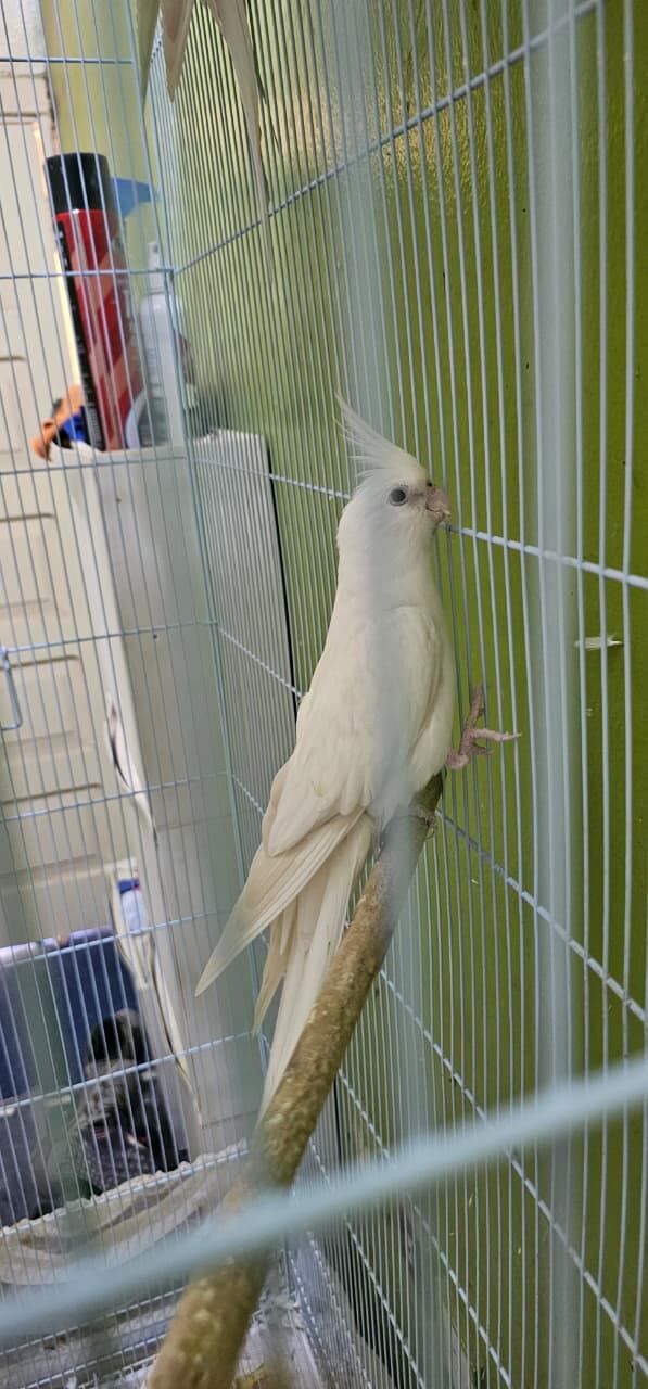 Riyadh, Pet Supplies, SAR 12345,  Hand Tamed Cockatiel Birds For SALE - Urgent