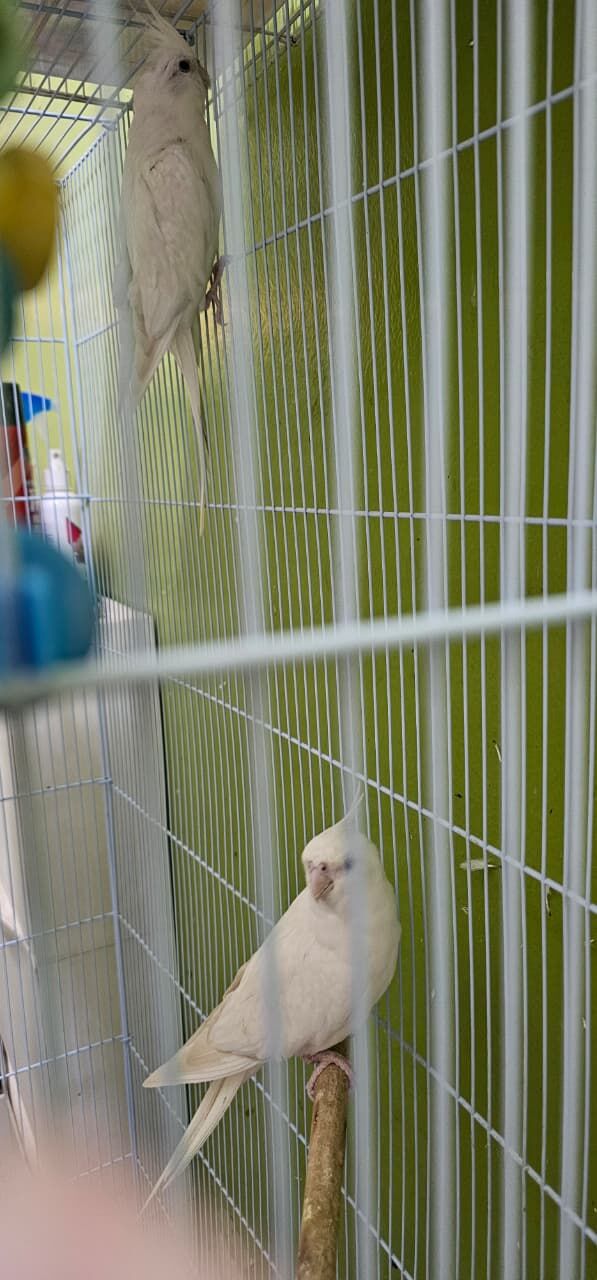 Riyadh, Pet Supplies, SAR 12345,  Hand Tamed Cockatiel Birds For SALE - Urgent