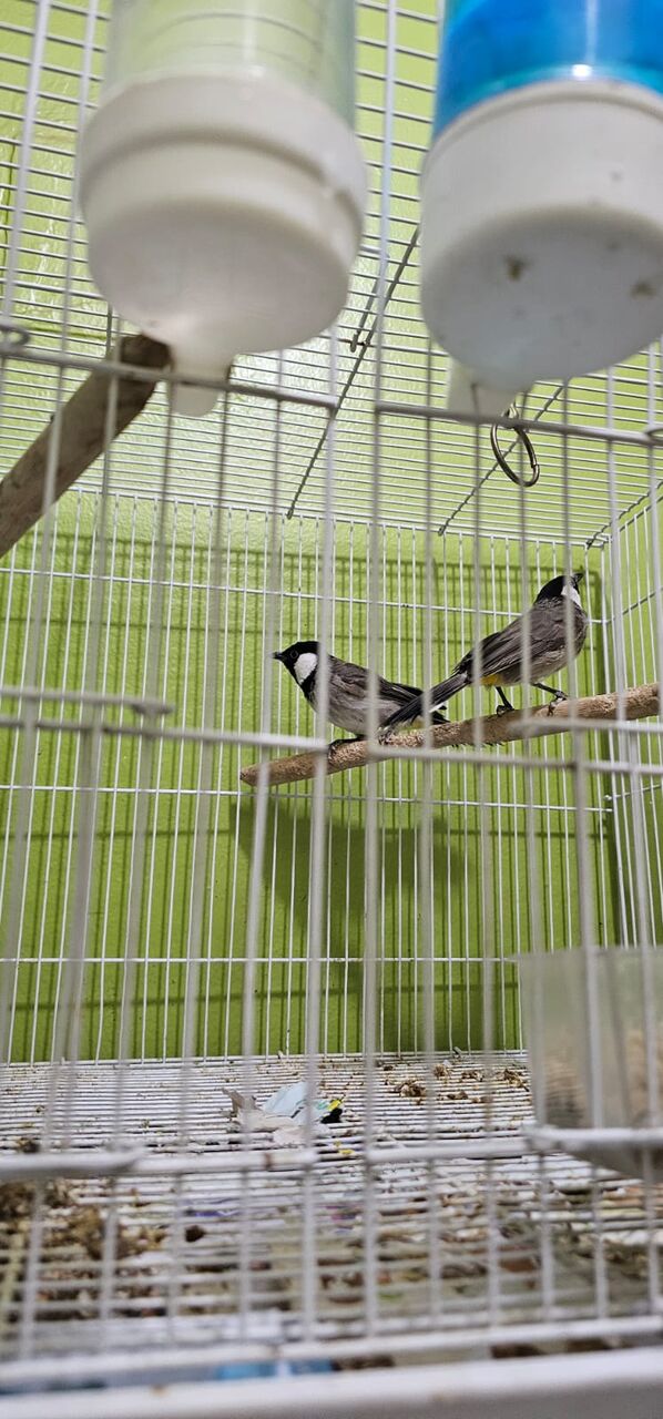 Riyadh, Pet Supplies, SAR 12345,  Hand Tamed Cockatiel Birds For SALE - Urgent