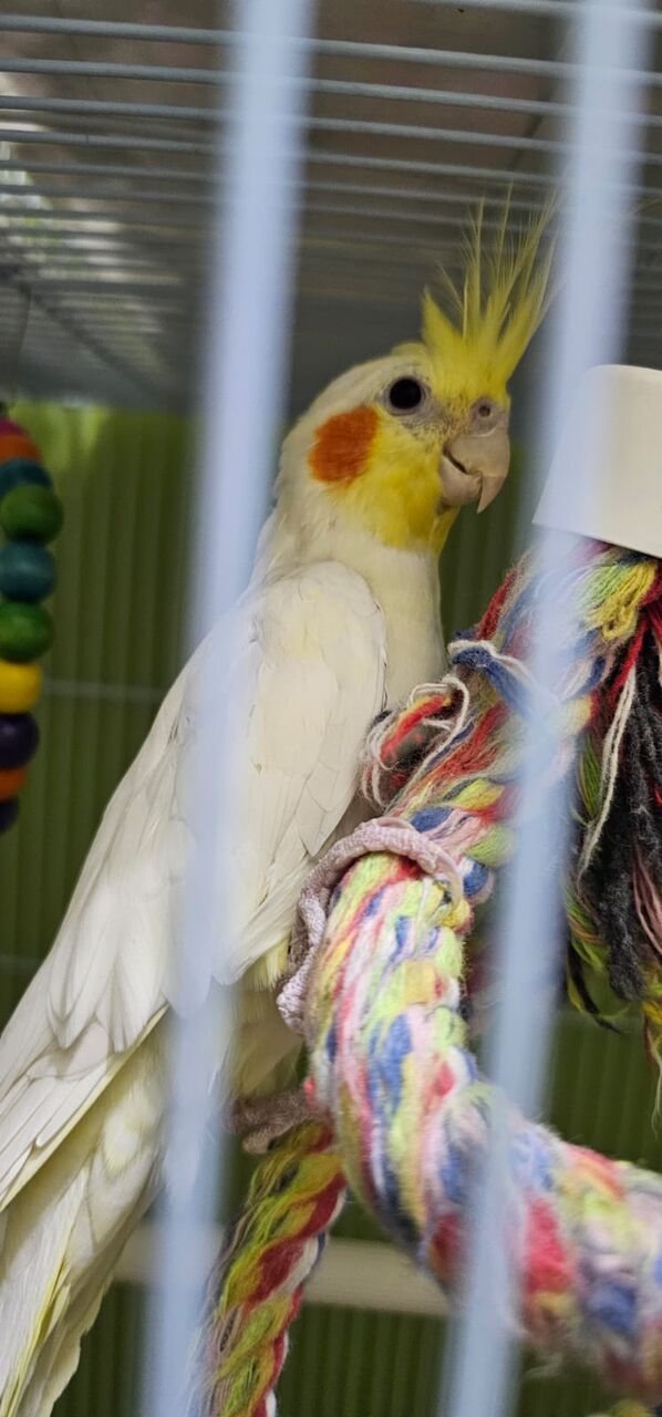Riyadh, Pet Supplies, SAR 12345,  Hand Tamed Cockatiel Birds For SALE - Urgent