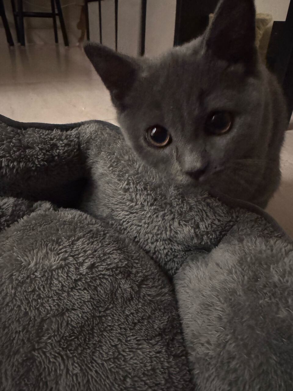 Khobar, Pet Supplies, SAR 2000,  Brittish Scottish Mix 3 Month Kitten For Adoption Plus Pet Supplies For Sale