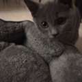 SAR 2000,  Brittish Scottish Mix 3 Month Kitten For Adoption Plus Pet Supplies For Sale