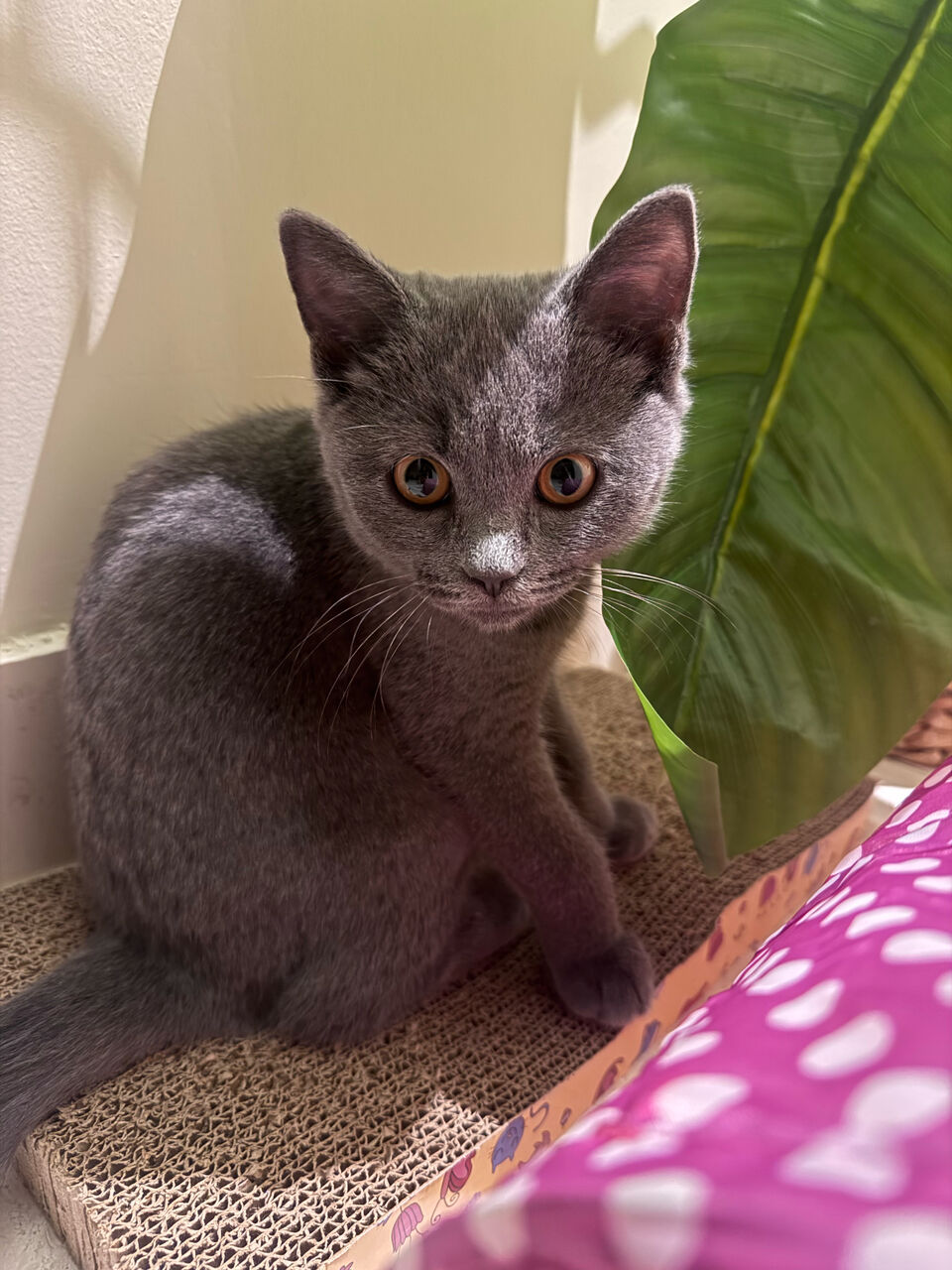 Khobar, Pet Supplies, SAR 2000,  Brittish Scottish Mix 3 Month Kitten For Adoption Plus Pet Supplies For Sale