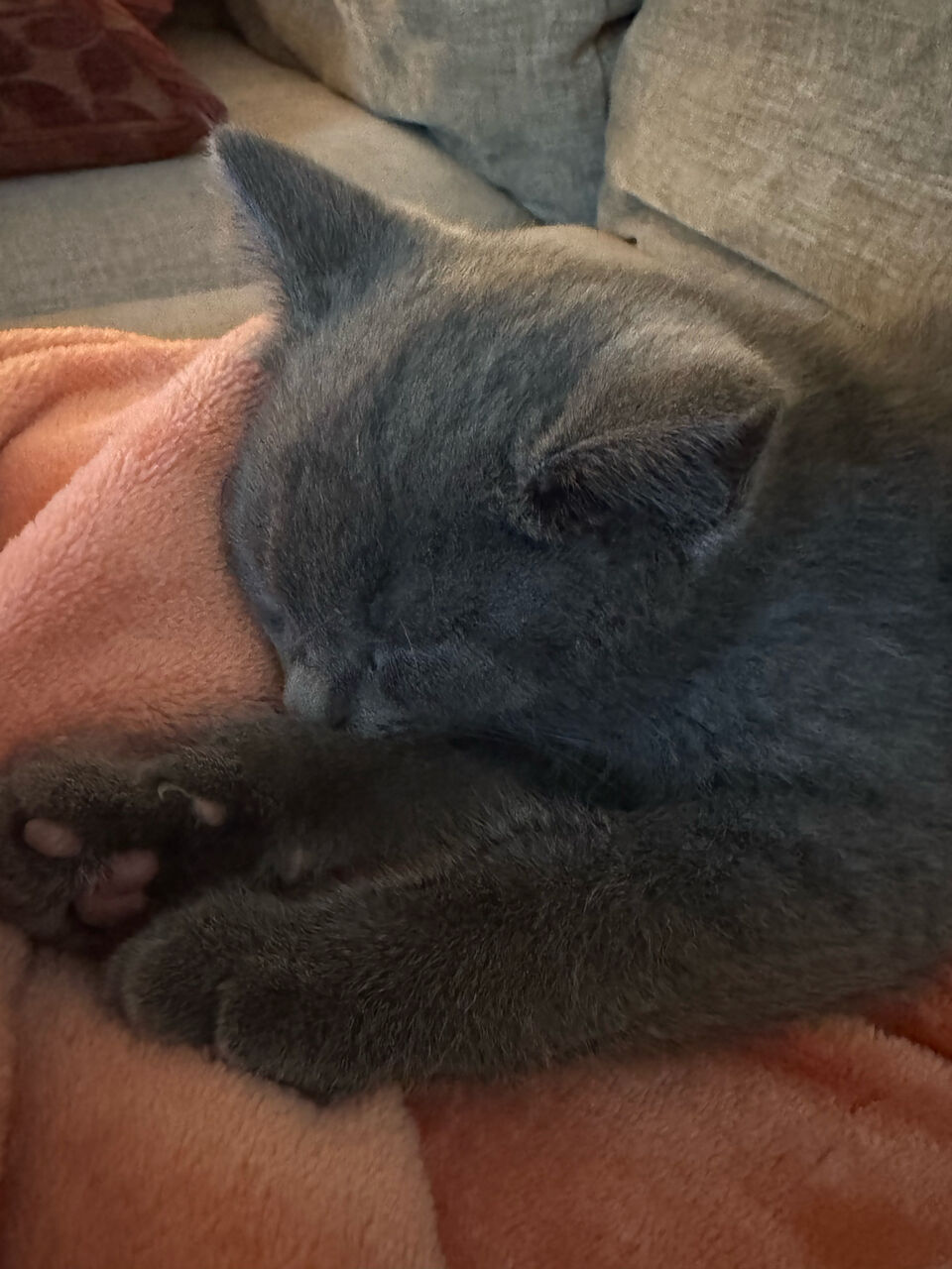 Khobar, Pet Supplies, SAR 2000,  Brittish Scottish Mix 3 Month Kitten For Adoption Plus Pet Supplies For Sale