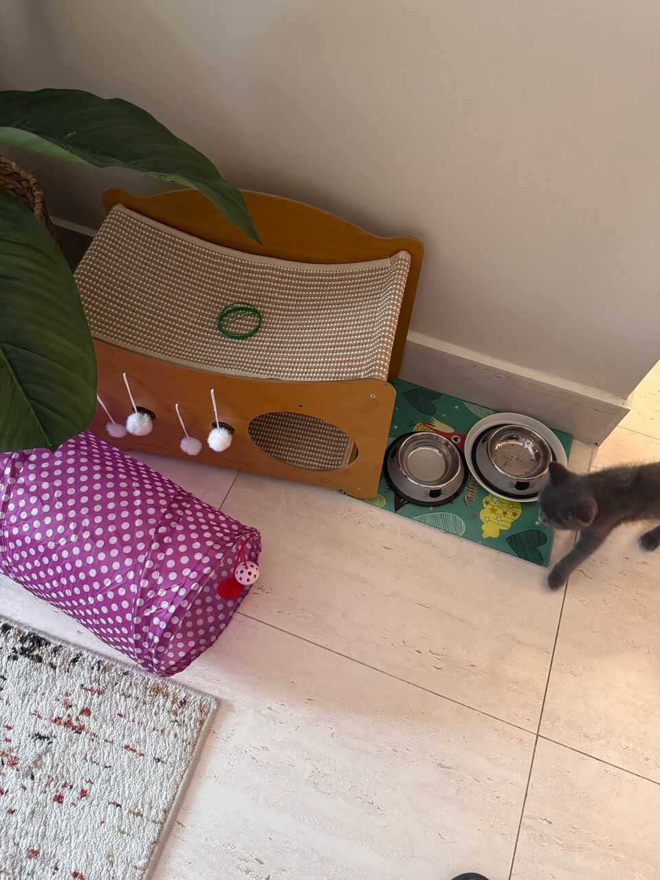 Khobar, Pet Supplies, SAR 2000,  Brittish Scottish Mix 3 Month Kitten For Adoption Plus Pet Supplies For Sale