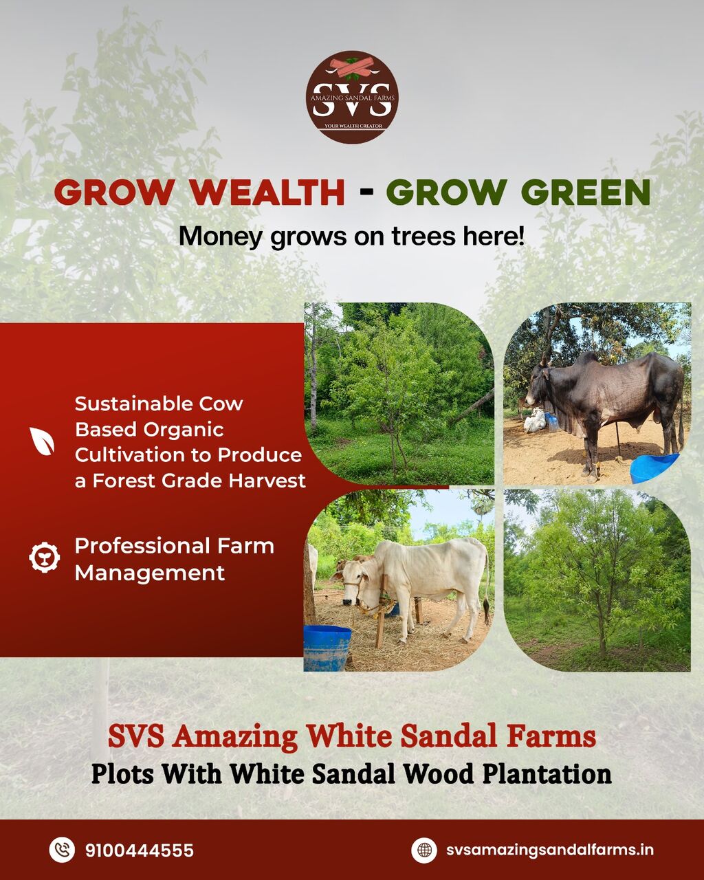 Kurnool, Agricultural Land, Prime White Sandalwood Plants | SVS Amazing Sandal