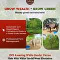 Prime White Sandalwood Plants | SVS Amazing Sandal
