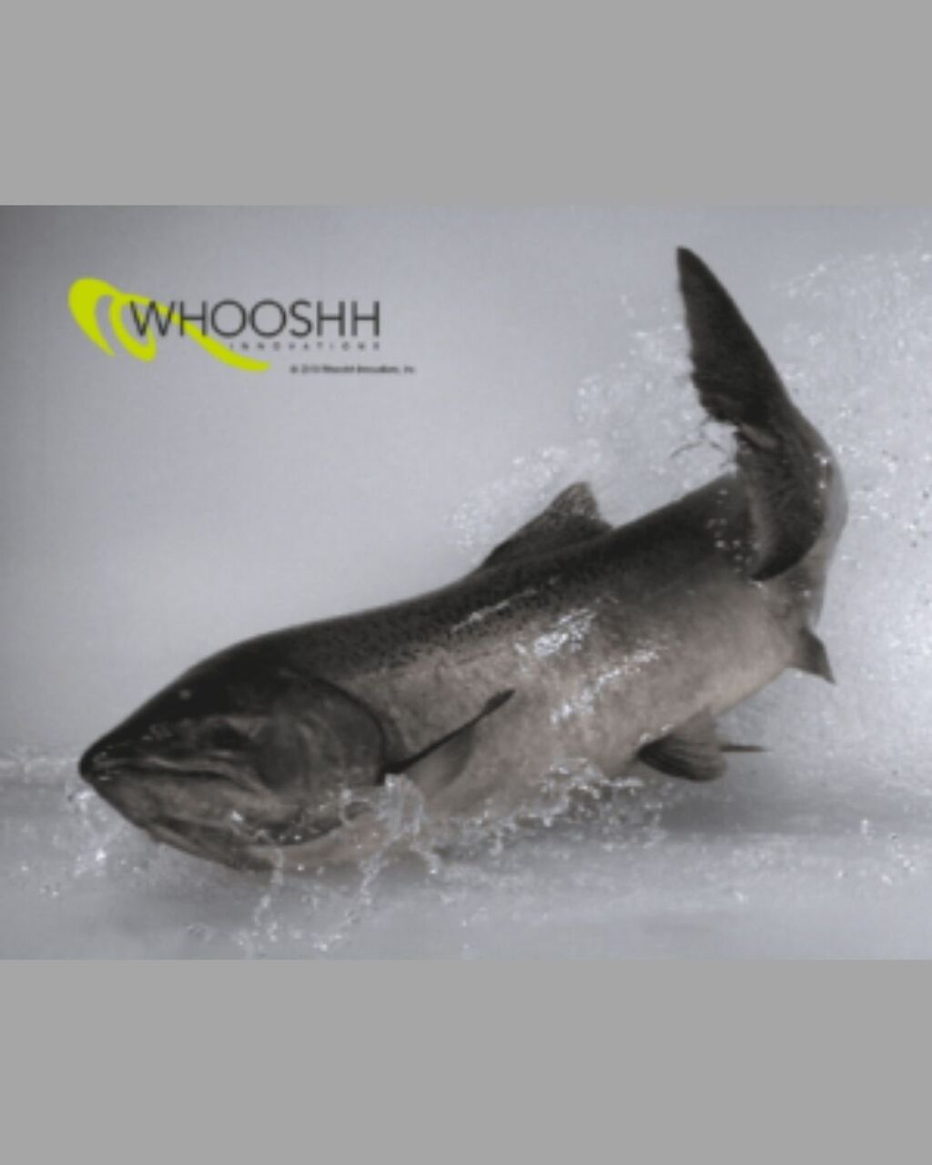 New York, Business, Automated Fish Sorting