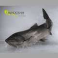 Automated Fish Sorting