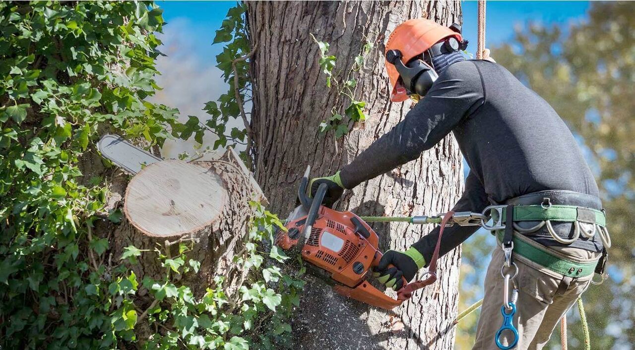 New York, Business, Expert Tree Trimming Services