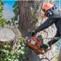Expert Tree Trimming Services