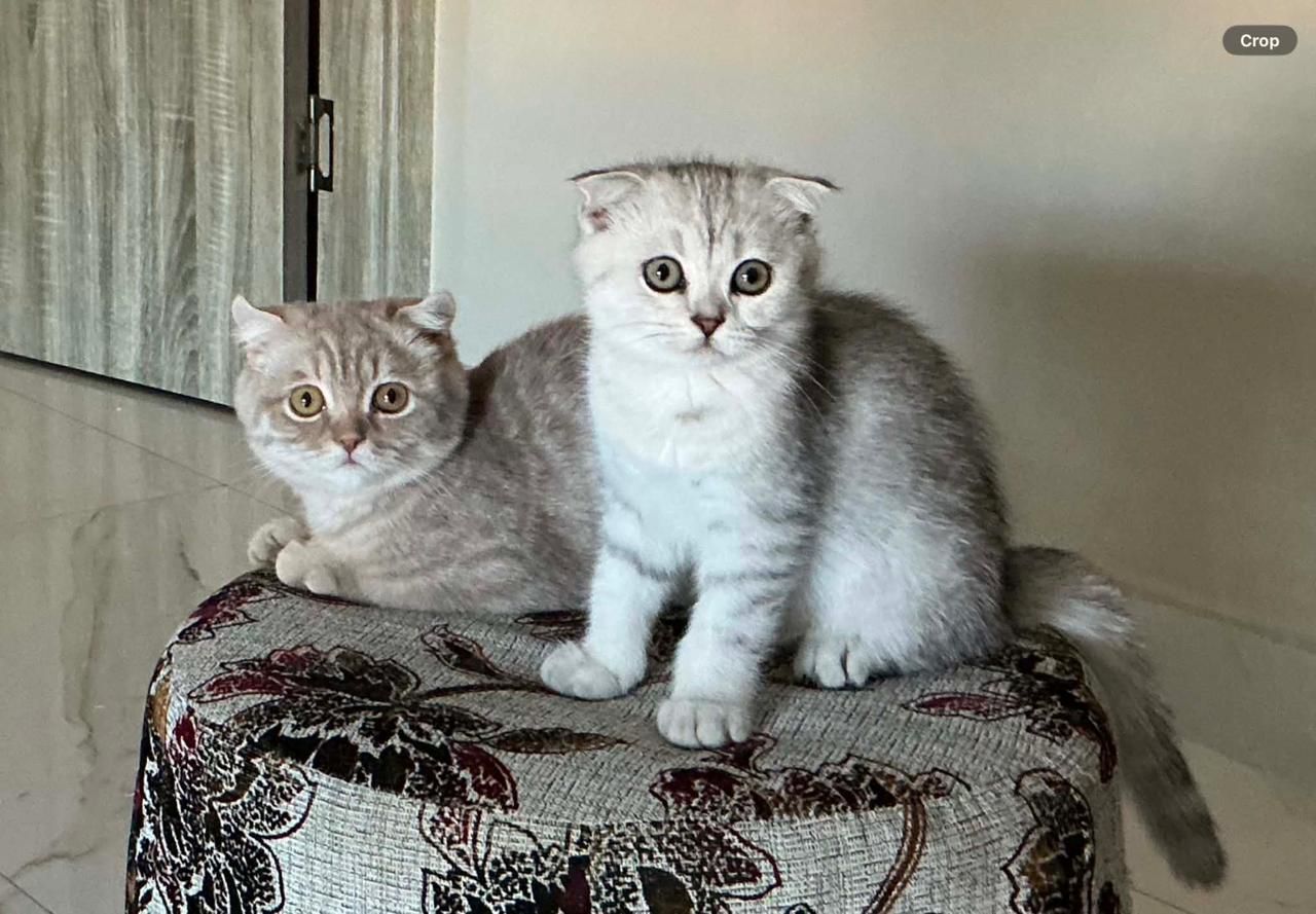 Amman, Pet Adoption, British Fold Breed Cat Kitten For Adoption