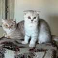 British Fold Breed Cat Kitten For Adoption