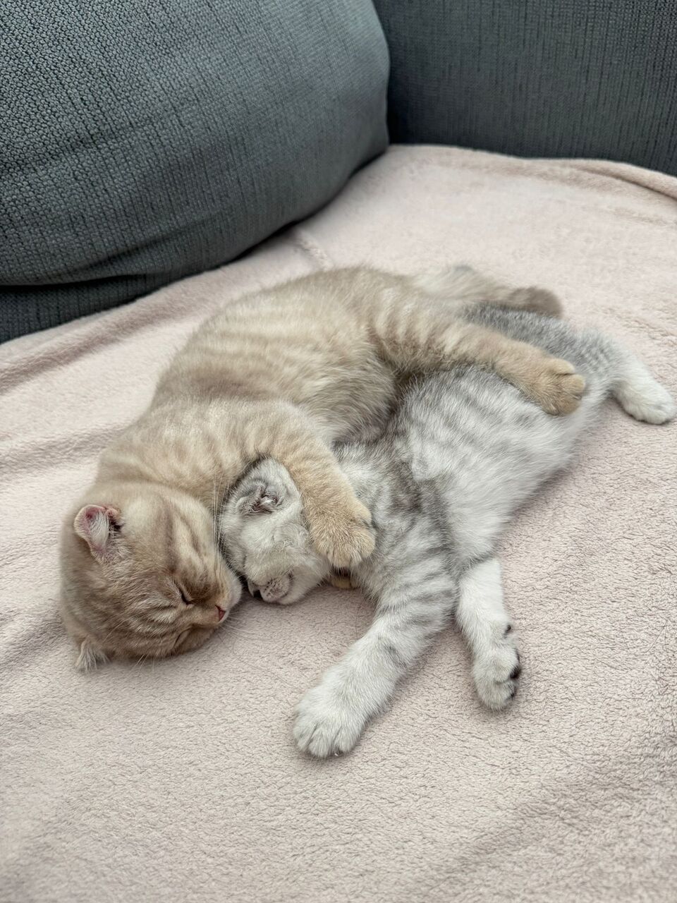 Amman, Pet Adoption, British Fold Breed Cat Kitten For Adoption