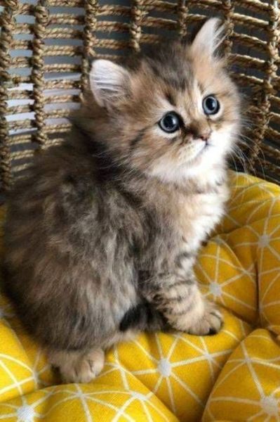 New York, Business, Persian Kittens For Sale Near Me