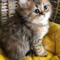 Persian Kittens For Sale Near Me