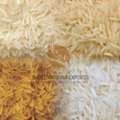 Top Sharbati Rice Manufacturers In India | Tasty Grain