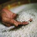Export Of Basmati Rice From India To Turkey | Tasty Grain