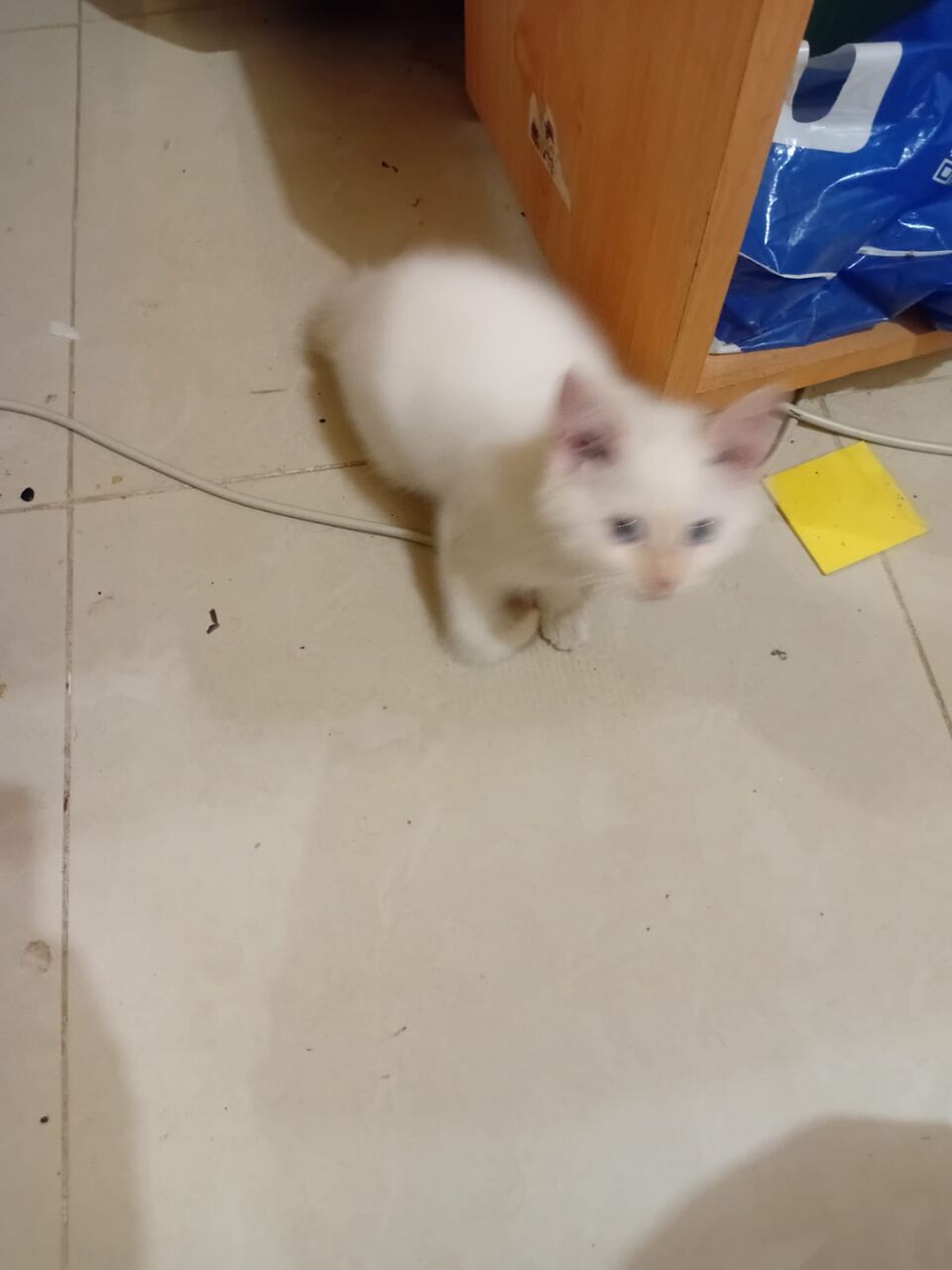 Jeddah, Free Items, Kitten For Adoption